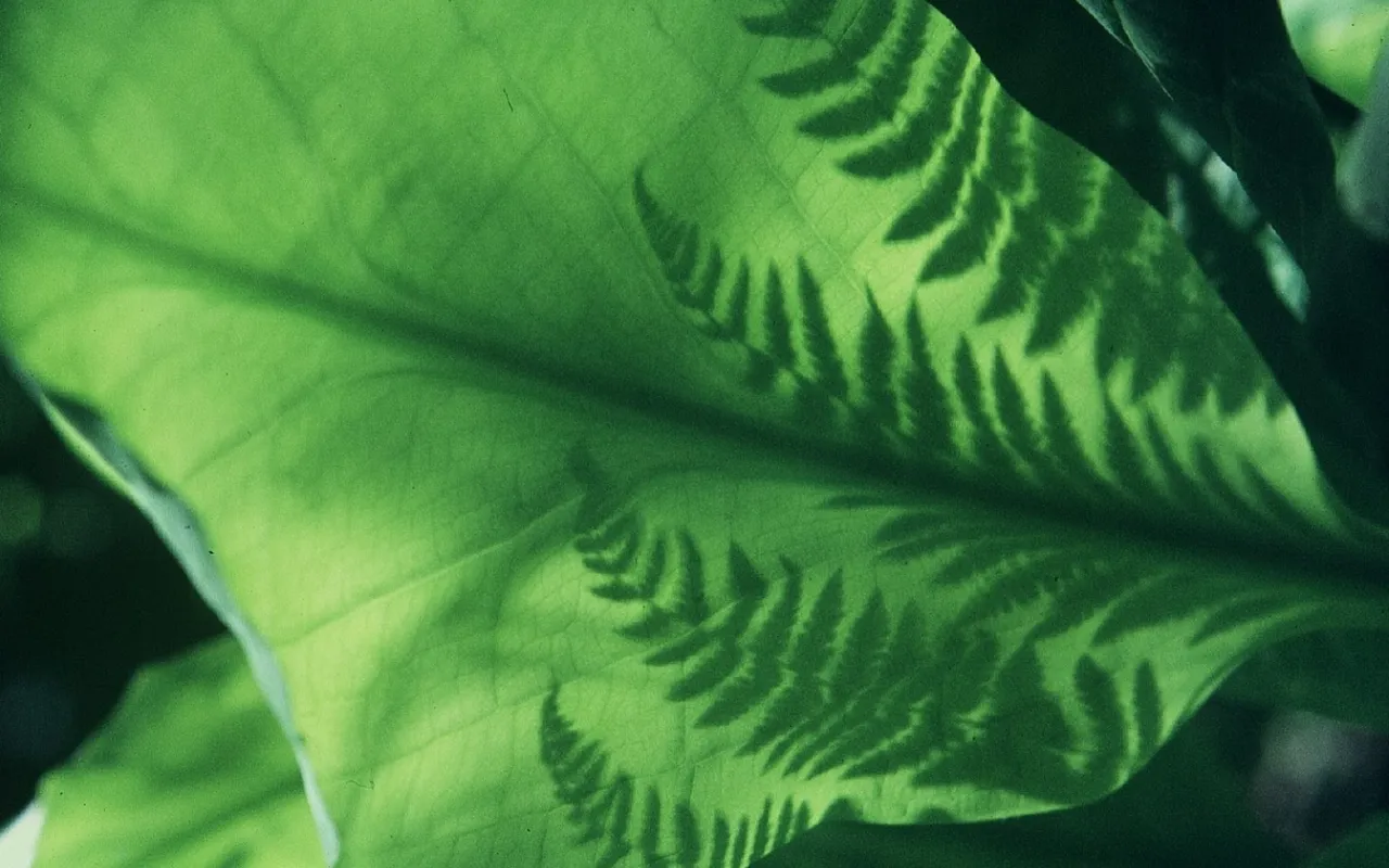 Environment