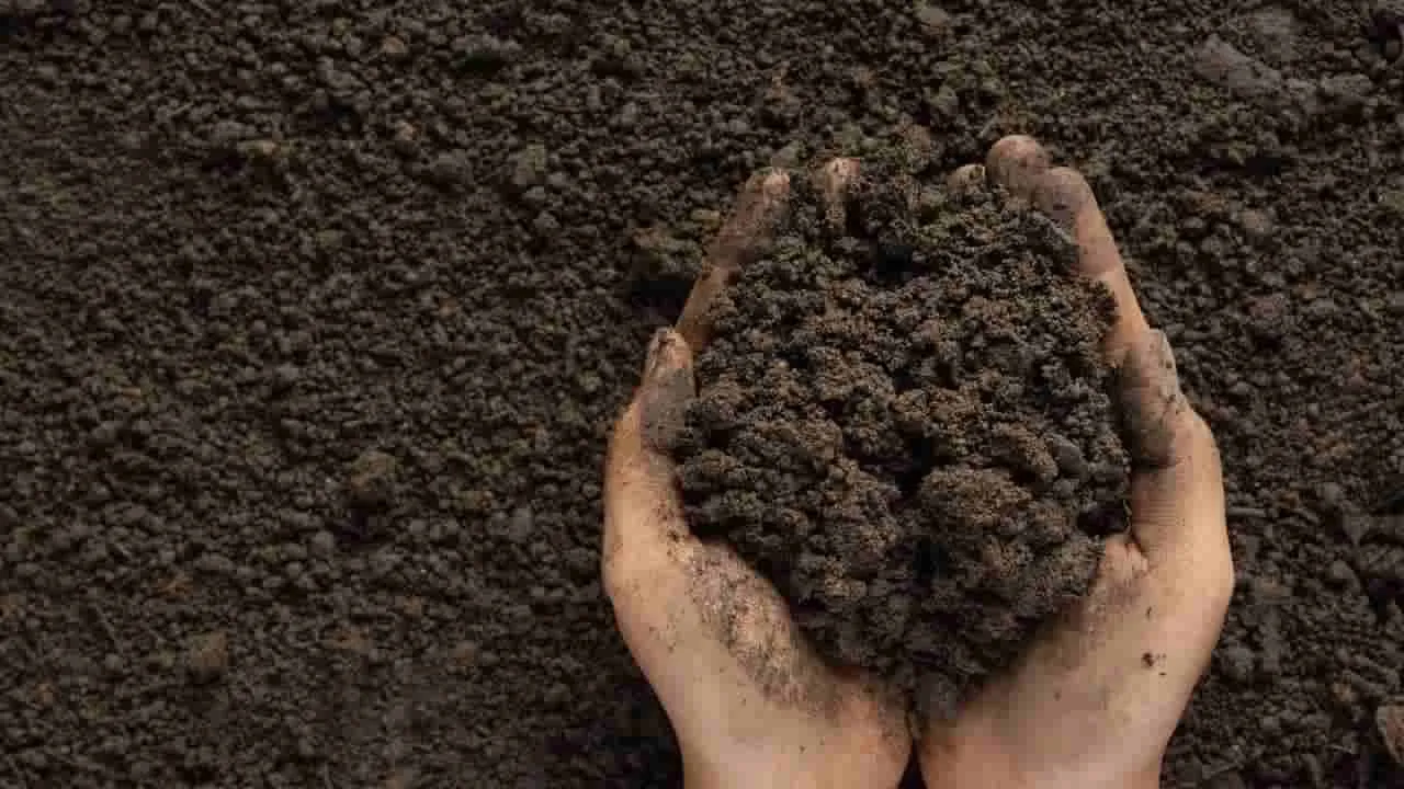 World Soil Day