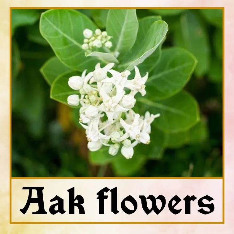 aak ful - Eng.jpg