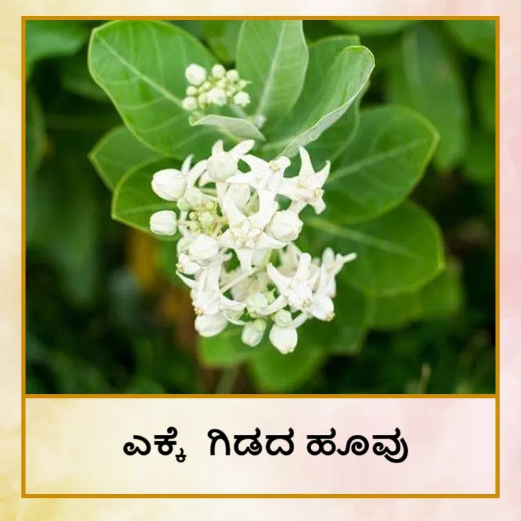 aak_ful_Hin_485301ce0b-Photoroom.png