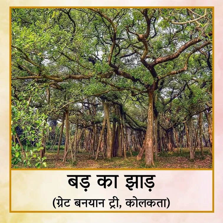 bad ka jhad - Hin.jpg