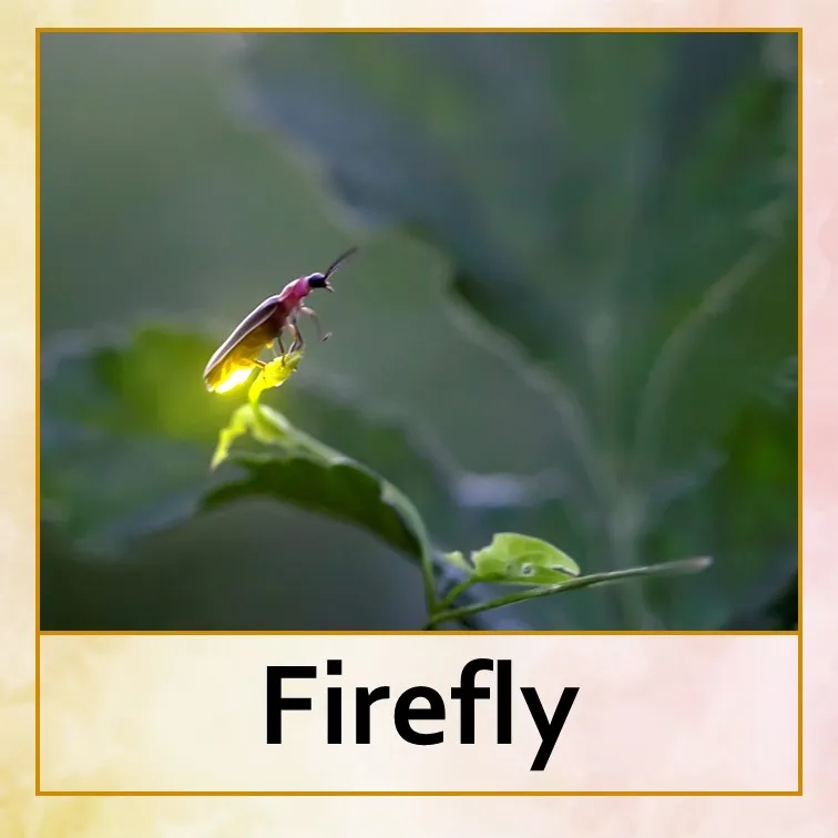 firefly - Eng.jpg