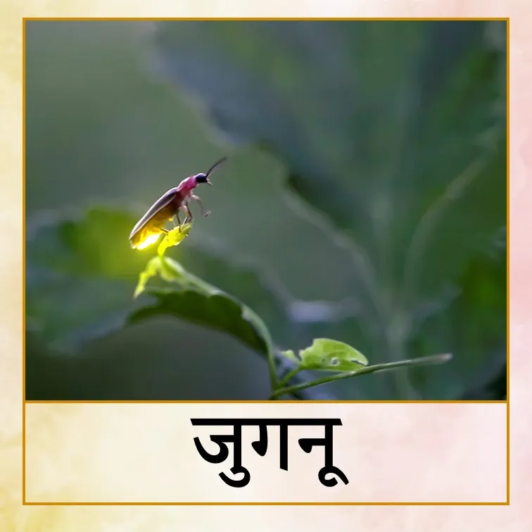 firefly - Hin.jpg