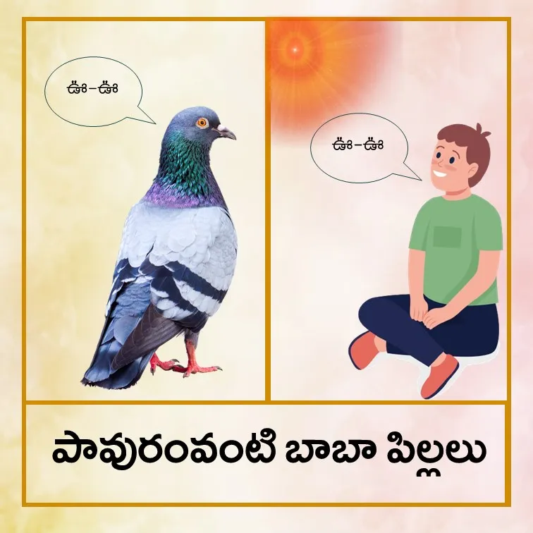 pigeon - Tel.jpg