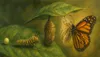 The Butterfly Within : A New Beginning