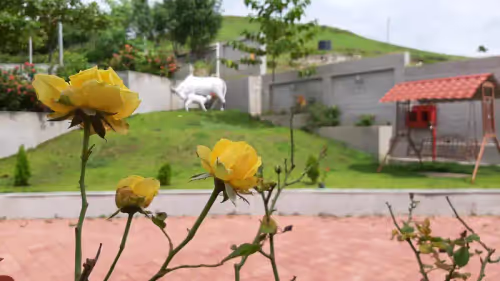Nature in JB v2