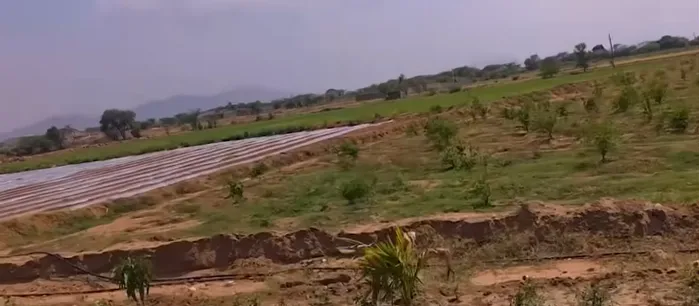 जहां धरती उगल रही सोना, वहां लहलहाएंगे 75,000 गोभी के पौधे — दादी गुलजार उपवन की प्रेरणादायी गाथा — gallery photo 1