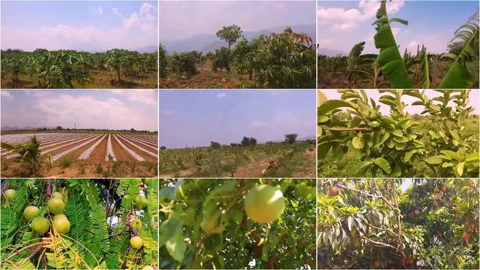 जहां धरती उगल रही सोना, वहां लहलहाएंगे 75,000 गोभी के पौधे — दादी गुलजार उपवन की प्रेरणादायी गाथा — gallery photo 5
