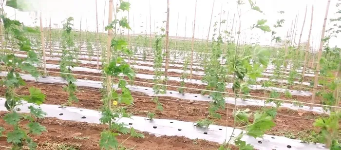 जहां धरती उगल रही सोना, वहां लहलहाएंगे 75,000 गोभी के पौधे — दादी गुलजार उपवन की प्रेरणादायी गाथा — gallery photo 6