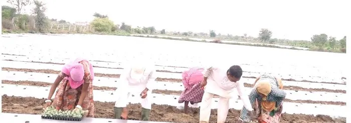 जहां धरती उगल रही सोना, वहां लहलहाएंगे 75,000 गोभी के पौधे — दादी गुलजार उपवन की प्रेरणादायी गाथा — gallery photo 15