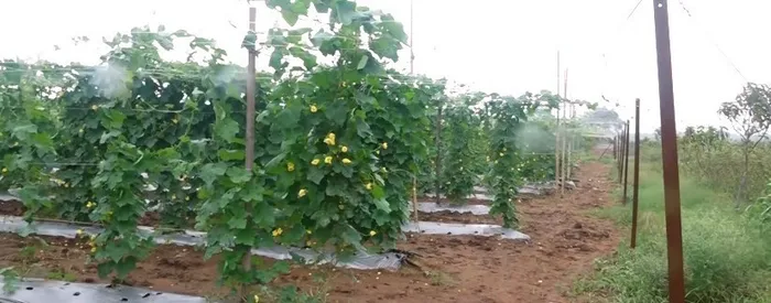 जहां धरती उगल रही सोना, वहां लहलहाएंगे 75,000 गोभी के पौधे — दादी गुलजार उपवन की प्रेरणादायी गाथा — gallery photo 13