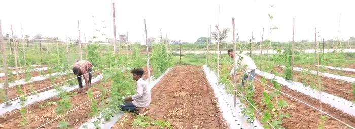 जहां धरती उगल रही सोना, वहां लहलहाएंगे 75,000 गोभी के पौधे — दादी गुलजार उपवन की प्रेरणादायी गाथा — gallery photo 12