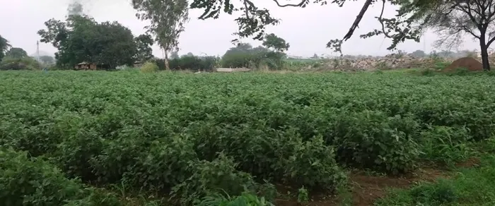 जहां धरती उगल रही सोना, वहां लहलहाएंगे 75,000 गोभी के पौधे — दादी गुलजार उपवन की प्रेरणादायी गाथा — gallery photo 10