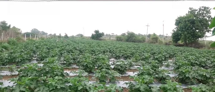 जहां धरती उगल रही सोना, वहां लहलहाएंगे 75,000 गोभी के पौधे — दादी गुलजार उपवन की प्रेरणादायी गाथा — gallery photo 8