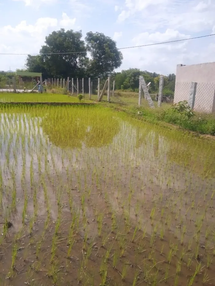 Madanapalle Arogyavan  27.jpg
