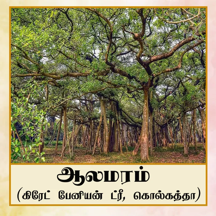 TAMIL, banyan tree.jpg