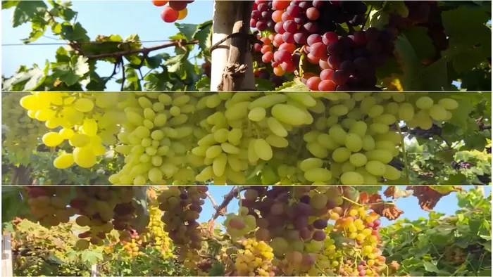 आबू रोड के तपोवन में यौगिक खेती से अंगूर की रिकॉर्ड पैदावार
